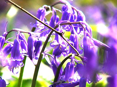 bluebells-linear